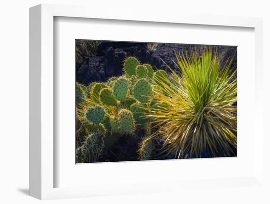 Cactus on Malpais Nature Trail, Valley of Fires Natural Recreation Area, Carrizozo, New Mexico, Usa-Russ Bishop-Framed Photographic Print