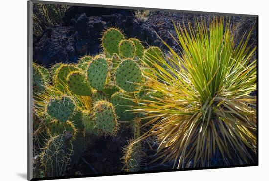 Cactus on Malpais Nature Trail, Valley of Fires Natural Recreation Area, Carrizozo, New Mexico, Usa-Russ Bishop-Mounted Photographic Print