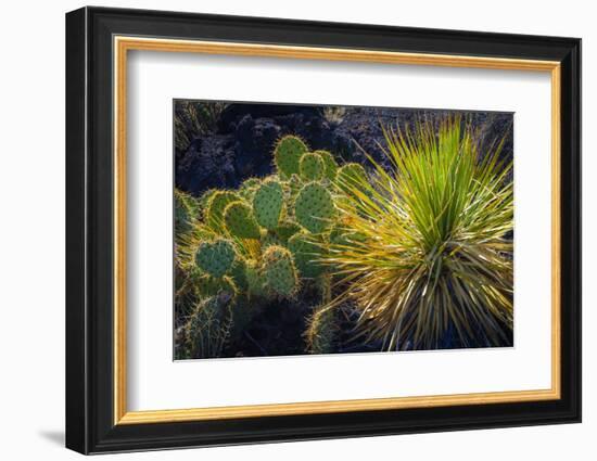 Cactus on Malpais Nature Trail, Valley of Fires Natural Recreation Area, Carrizozo, New Mexico, Usa-Russ Bishop-Framed Photographic Print