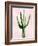 Cactus on Pink III-Mia Jensen-Framed Art Print