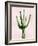 Cactus on Pink III-Mia Jensen-Framed Art Print