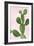 Cactus on Pink VI-Mia Jensen-Framed Art Print