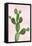 Cactus on Pink VII-Mia Jensen-Framed Stretched Canvas