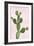 Cactus on Pink VII-Mia Jensen-Framed Art Print