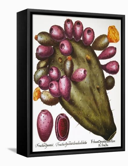 Cactus: Opuntia, 1613-Besler Basilius-Framed Premier Image Canvas