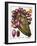 Cactus: Opuntia, 1613-Besler Basilius-Framed Giclee Print