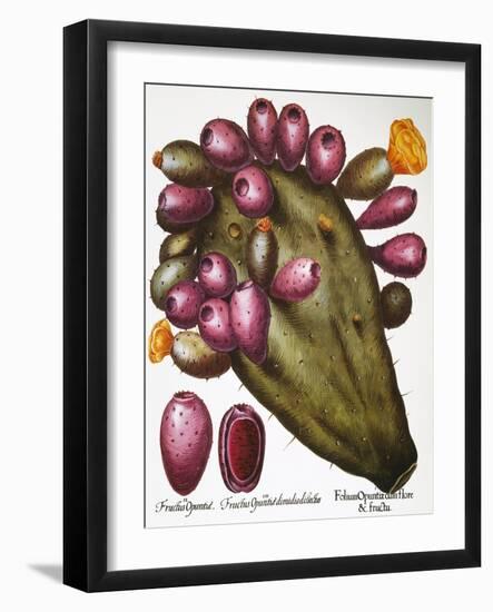 Cactus: Opuntia, 1613-Besler Basilius-Framed Giclee Print