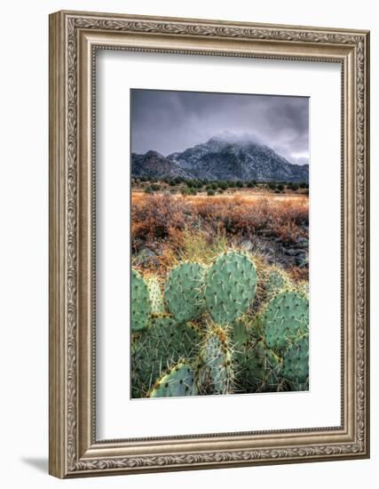 Cactus Overcast-Bob Larson-Framed Giclee Print