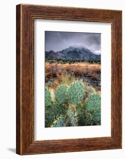Cactus Overcast-Bob Larson-Framed Giclee Print