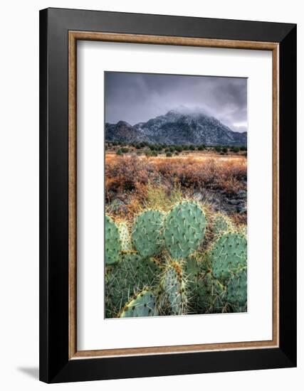 Cactus Overcast-Bob Larson-Framed Giclee Print