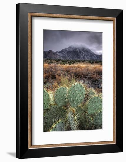 Cactus Overcast-Bob Larson-Framed Art Print