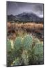 Cactus Overcast-Bob Larson-Mounted Art Print