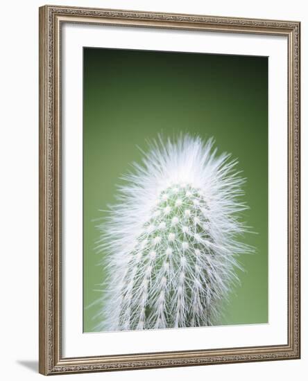 Cactus Plant Spines-Lawrence Lawry-Framed Photographic Print