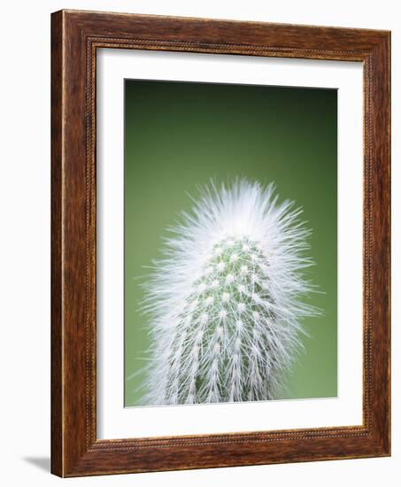 Cactus Plant Spines-Lawrence Lawry-Framed Photographic Print