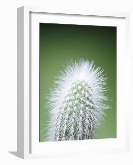 Cactus Plant Spines-Lawrence Lawry-Framed Photographic Print