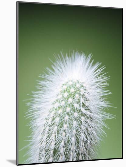 Cactus Plant Spines-Lawrence Lawry-Mounted Photographic Print