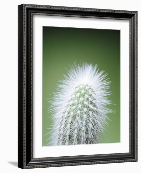 Cactus Plant Spines-Lawrence Lawry-Framed Photographic Print