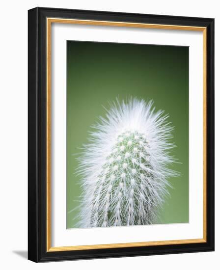 Cactus Plant Spines-Lawrence Lawry-Framed Photographic Print