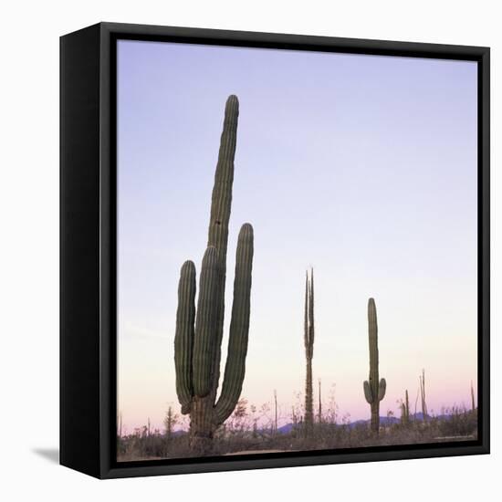 Cactus Plants after Sunset, Baja, Mexico, North America-Aaron McCoy-Framed Premier Image Canvas