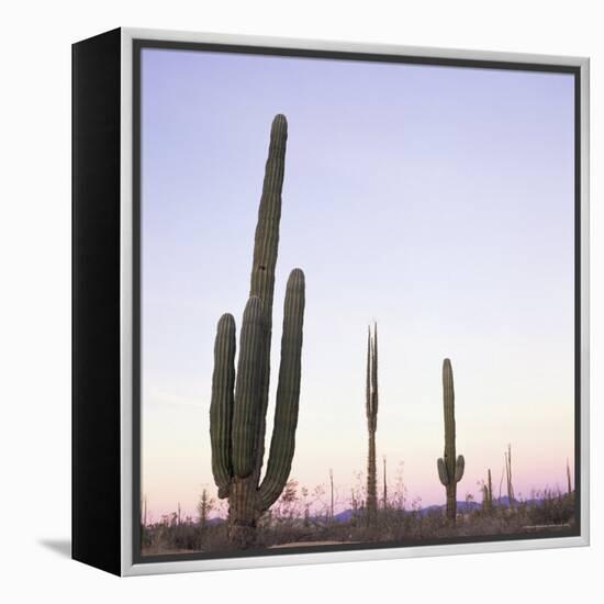 Cactus Plants after Sunset, Baja, Mexico, North America-Aaron McCoy-Framed Premier Image Canvas