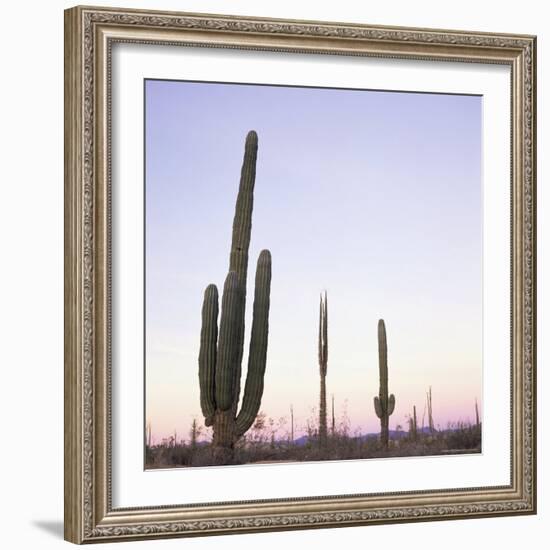 Cactus Plants after Sunset, Baja, Mexico, North America-Aaron McCoy-Framed Photographic Print