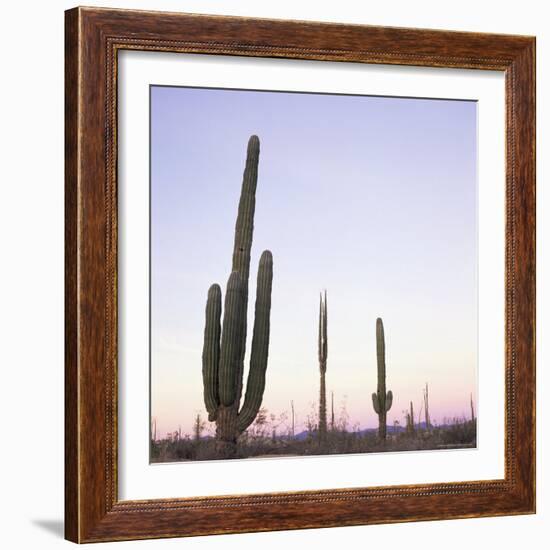 Cactus Plants after Sunset, Baja, Mexico, North America-Aaron McCoy-Framed Photographic Print