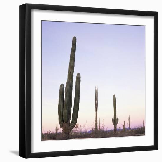 Cactus Plants after Sunset, Baja, Mexico, North America-Aaron McCoy-Framed Photographic Print