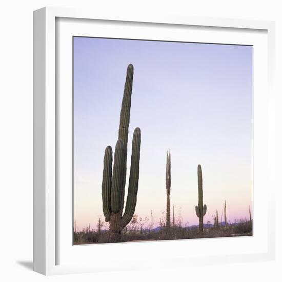 Cactus Plants after Sunset, Baja, Mexico, North America-Aaron McCoy-Framed Photographic Print