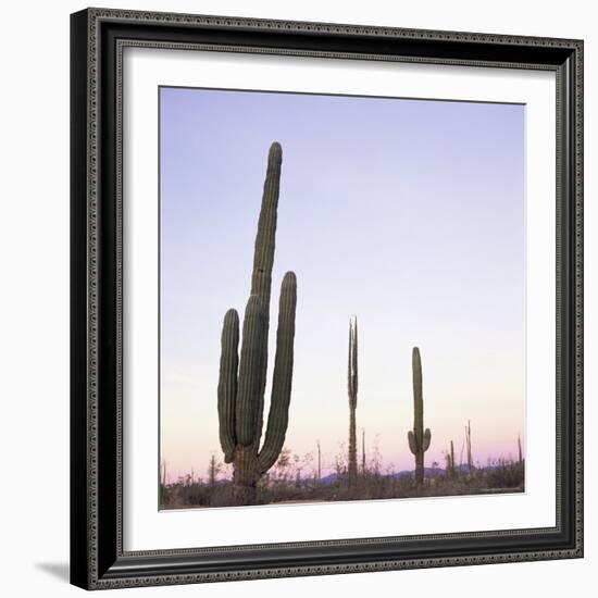 Cactus Plants after Sunset, Baja, Mexico, North America-Aaron McCoy-Framed Photographic Print