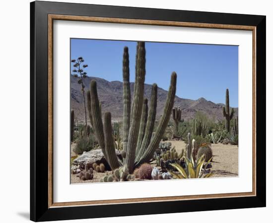 Cactus Plants, Arizona, United States of America, North America-Ursula Gahwiler-Framed Photographic Print