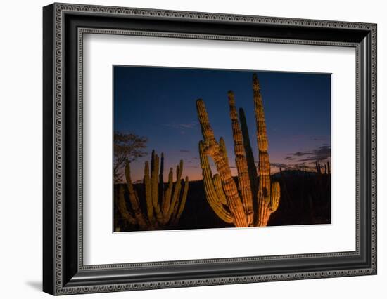 Cactus plants at sunset, outside San Jose del Cabo, Baja California Sur, Mexico-Mark A Johnson-Framed Photographic Print