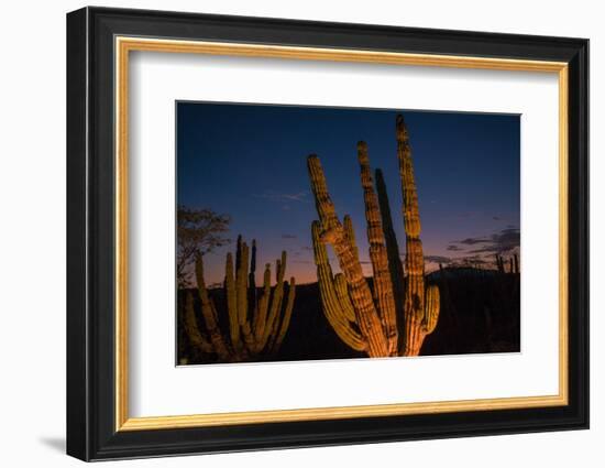 Cactus plants at sunset, outside San Jose del Cabo, Baja California Sur, Mexico-Mark A Johnson-Framed Photographic Print