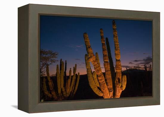 Cactus plants at sunset, outside San Jose del Cabo, Baja California Sur, Mexico-Mark A Johnson-Framed Premier Image Canvas