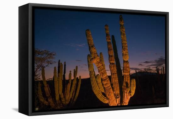 Cactus plants at sunset, outside San Jose del Cabo, Baja California Sur, Mexico-Mark A Johnson-Framed Premier Image Canvas