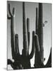 Cactus, Saguaros, Arizona, 1964-Brett Weston-Mounted Premium Photographic Print