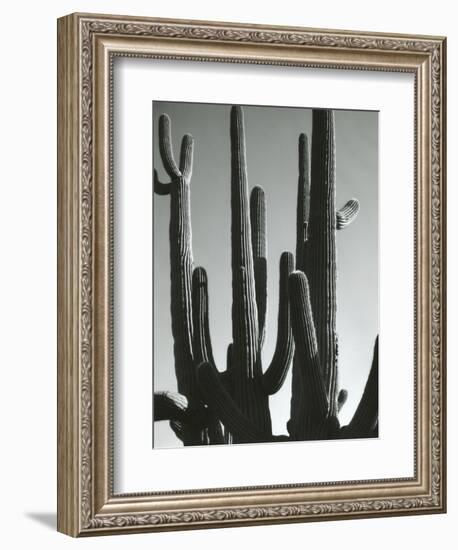 Cactus, Saguaros, Arizona, 1964-Brett Weston-Framed Photographic Print