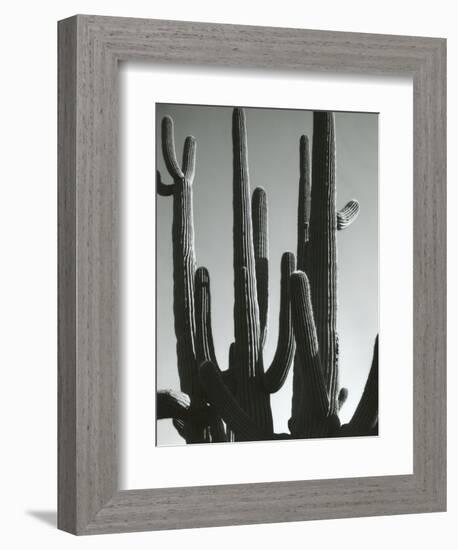 Cactus, Saguaros, Arizona, 1964-Brett Weston-Framed Photographic Print