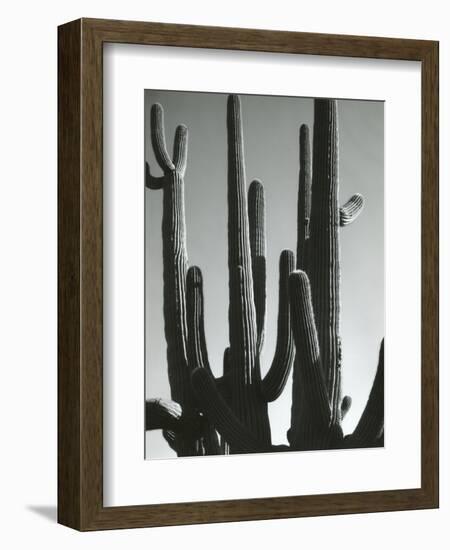 Cactus, Saguaros, Arizona, 1964-Brett Weston-Framed Photographic Print