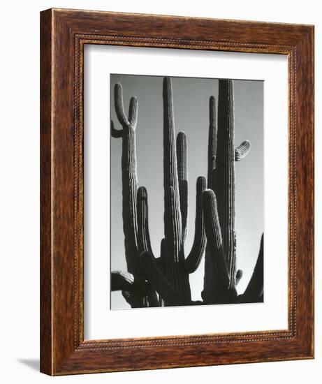 Cactus, Saguaros, Arizona, 1964-Brett Weston-Framed Photographic Print