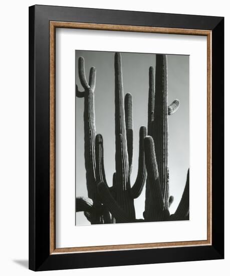 Cactus, Saguaros, Arizona, 1964-Brett Weston-Framed Photographic Print