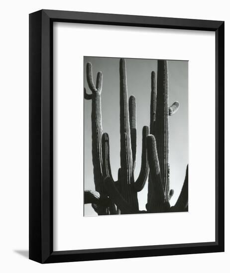 Cactus, Saguaros, Arizona, 1964-Brett Weston-Framed Photographic Print