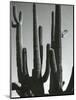 Cactus, Saguaros, Arizona, 1964-Brett Weston-Mounted Photographic Print
