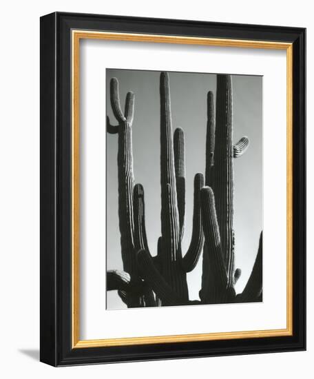 Cactus, Saguaros, Arizona, 1964-Brett Weston-Framed Photographic Print