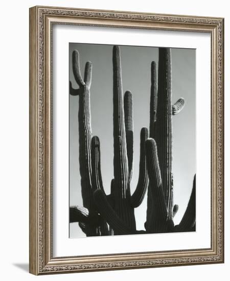 Cactus, Saguaros, Arizona, 1964-Brett Weston-Framed Photographic Print