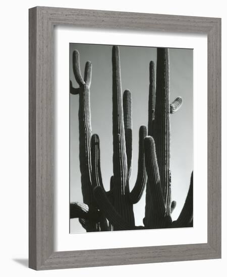 Cactus, Saguaros, Arizona, 1964-Brett Weston-Framed Photographic Print