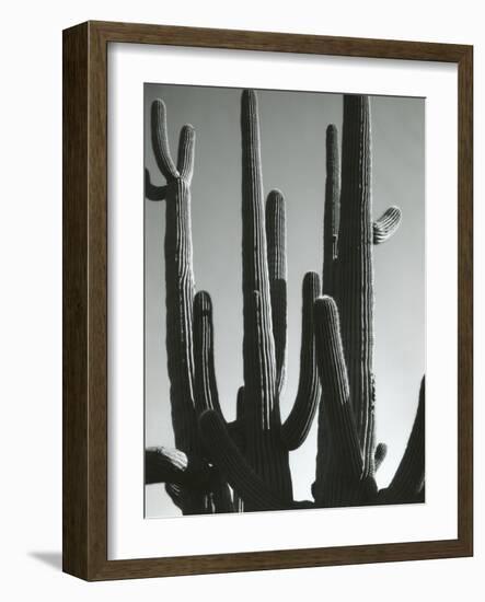 Cactus, Saguaros, Arizona, 1964-Brett Weston-Framed Photographic Print