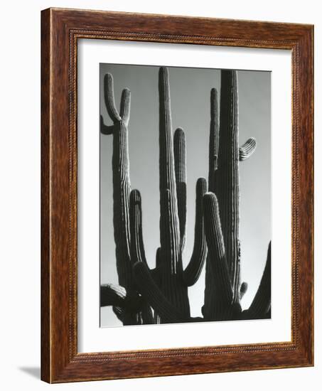 Cactus, Saguaros, Arizona, 1964-Brett Weston-Framed Photographic Print