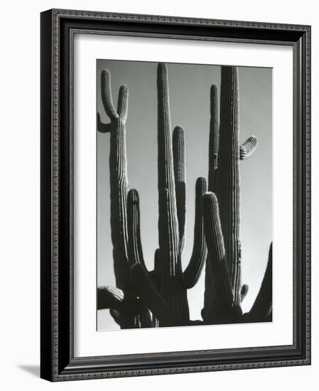 Cactus, Saguaros, Arizona, 1964-Brett Weston-Framed Photographic Print