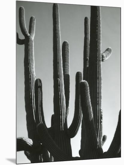 Cactus, Saguaros, Arizona, 1964-Brett Weston-Mounted Premium Photographic Print