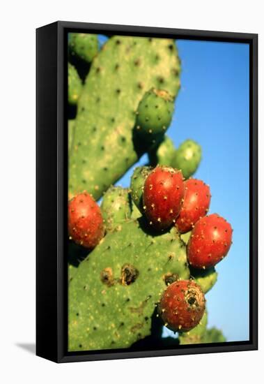 Cactus, San Miguel De Allende, Guanajuato, Mexico-Marco Cristofori-Framed Premier Image Canvas